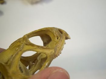 Media type: image;   Herpetology R-4702